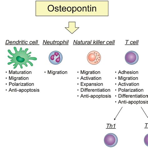 osteopontin nedir